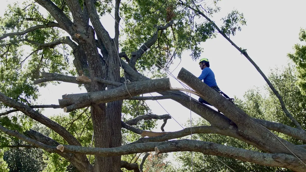 Professional Hazardous Tree Removal performed by certified arborists in Oakes