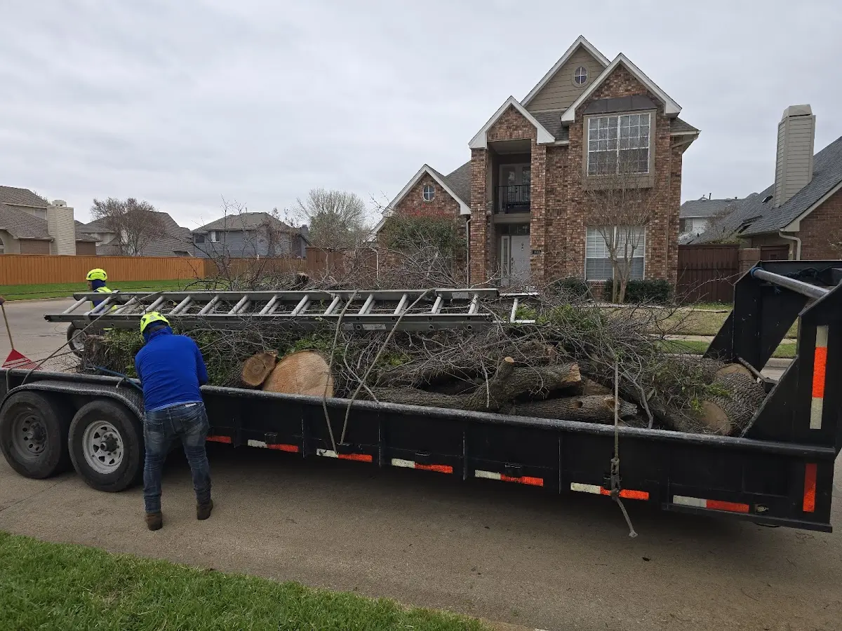 Expert Tree Removal with proper safety equipment in Oakes